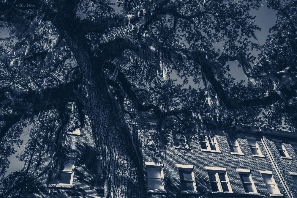 A live oak in front of a brick house, Savannah, Georgia