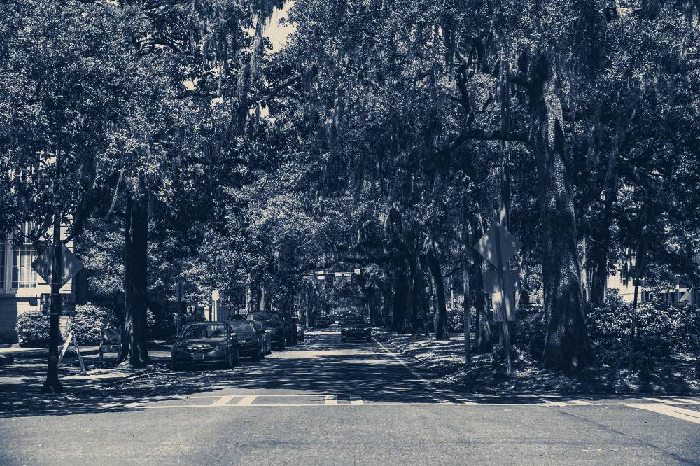 A street under live oaks, Savannah, Georgia